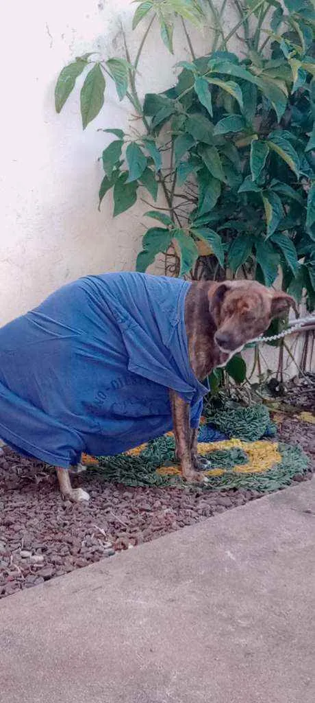 Cachorro ra a Fila  idade 7 a 11 meses nome Hastor
