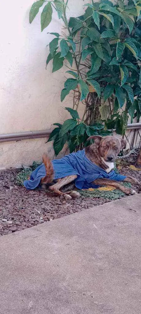 Cachorro ra a Fila  idade 7 a 11 meses nome Hastor
