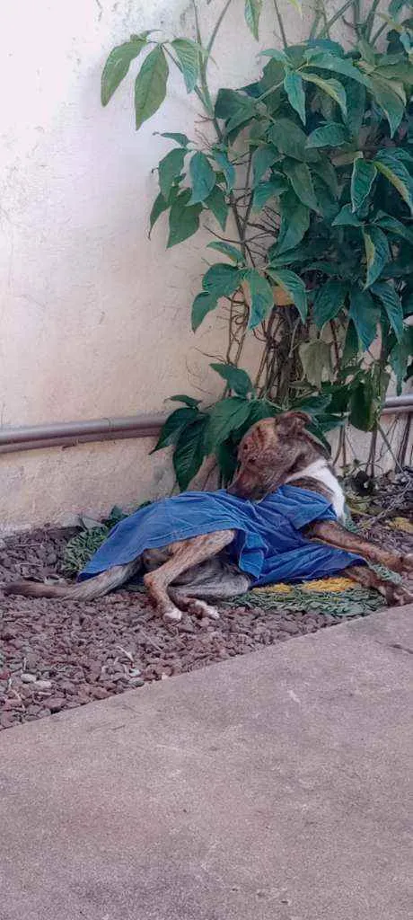 Cachorro ra a Fila  idade 7 a 11 meses nome Hastor