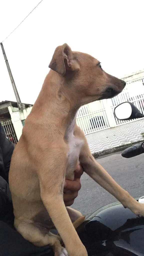 Cachorro raça srd idade  nome DUDA