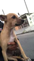 Cachorro raça srd idade  nome DUDA