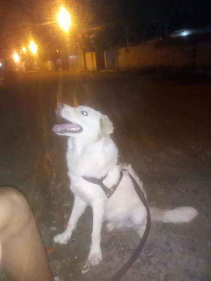 Cachorro raça Labrador misturado com vira la idade 7 a 11 meses nome Jhonny