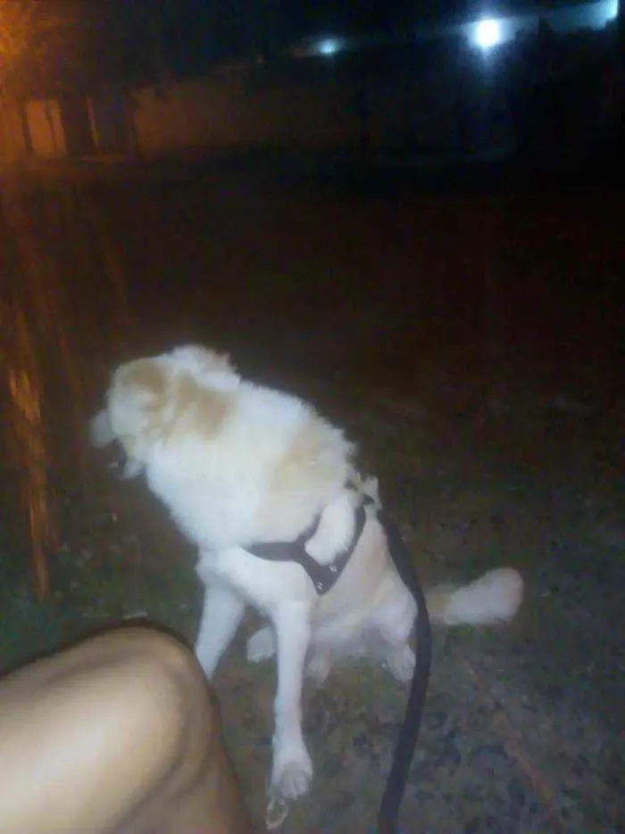 Cachorro raça Labrador misturado com vira la idade 7 a 11 meses nome Jhonny