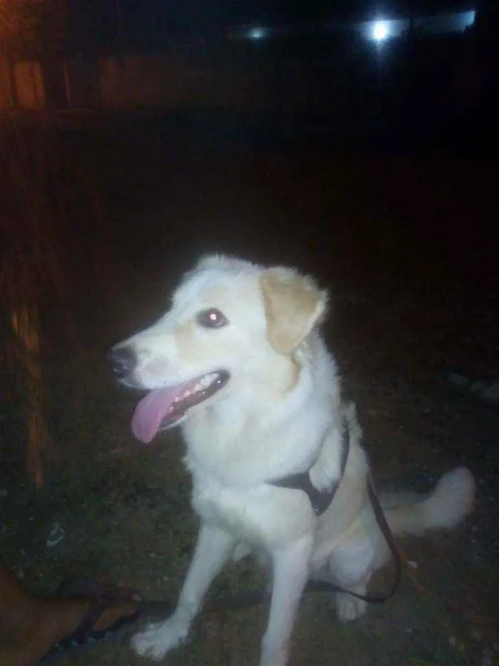 Cachorro raça Labrador misturado com vira la idade 7 a 11 meses nome Jhonny