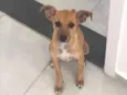 Cachorro raça srd idade  nome DUDA