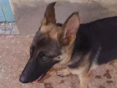 Cachorro raça Pastor alemão  idade 7 a 11 meses nome Nega