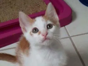 Gato raça Srd idade 2 a 6 meses nome Hugo