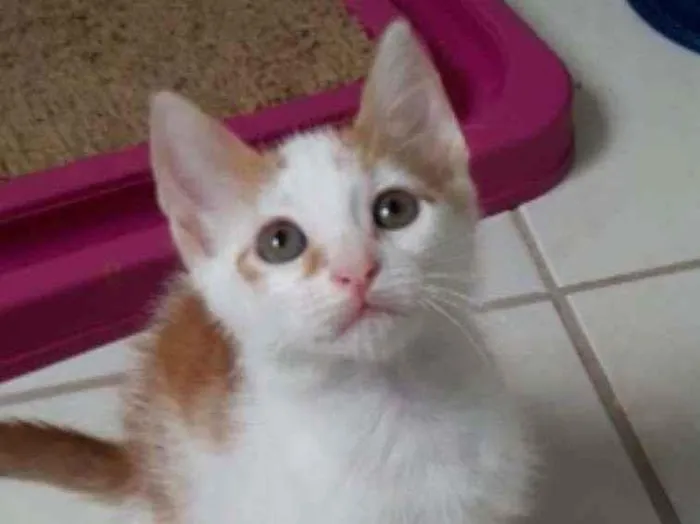 Gato ra a Srd idade 2 a 6 meses nome Hugo
