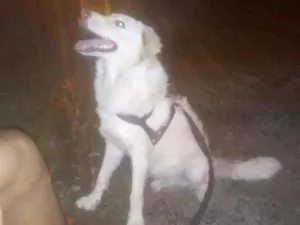 Cachorro raça Labrador misturado com vira la idade 7 a 11 meses nome Jhonny