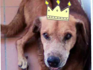 Cachorro raça SRD idade 6 ou mais anos nome Beethoven