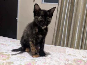 Gato raça  idade 2 a 6 meses nome Sem nome