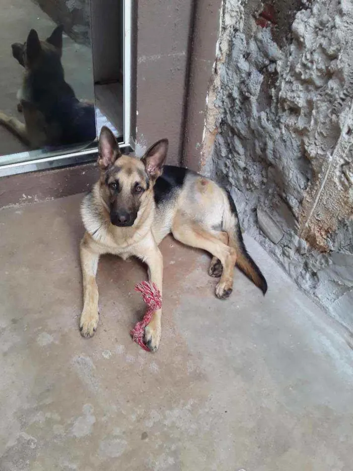 Cachorro ra a Pastor Alemão idade 2 anos nome Mufaza