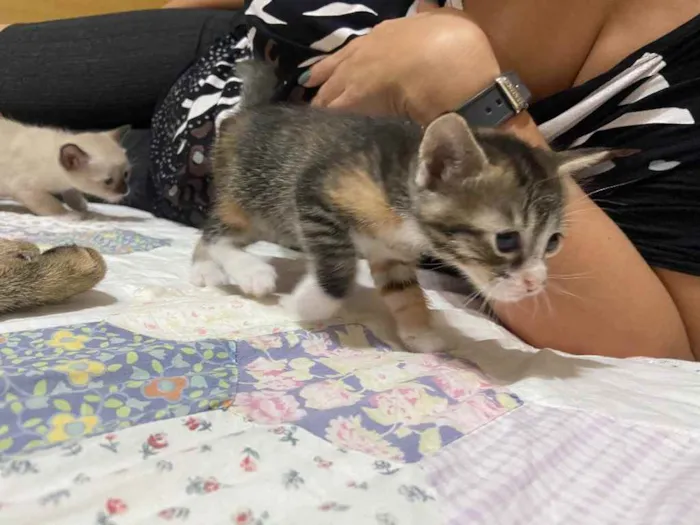 Gato ra a Não definida  idade Abaixo de 2 meses nome Sushi 