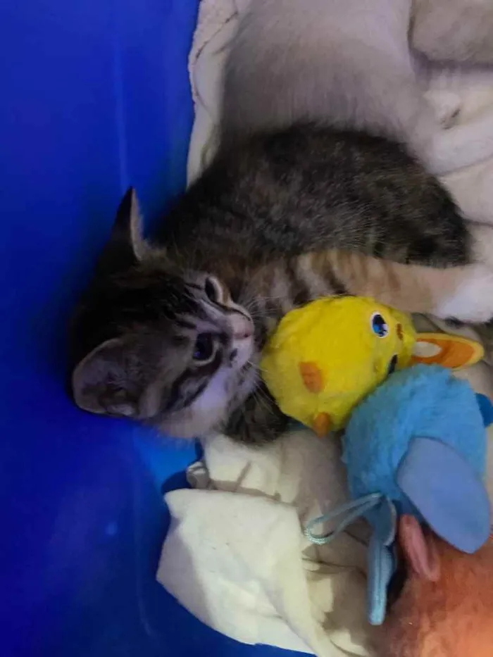 Gato ra a Não definida  idade Abaixo de 2 meses nome Sushi 