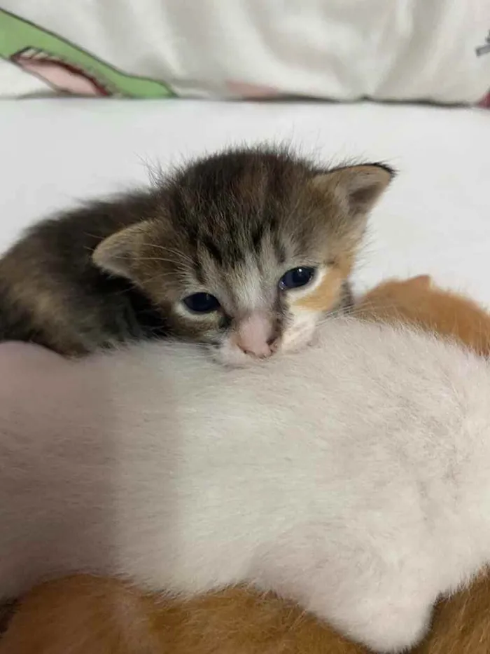 Gato ra a Não definida  idade Abaixo de 2 meses nome Sushi 