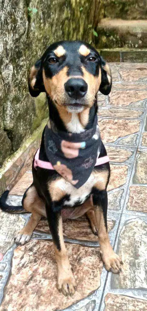 Cachorro raça  idade 1 ano nome Pitti 