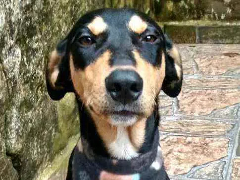 Cachorro raça  idade 1 ano nome Pitti 