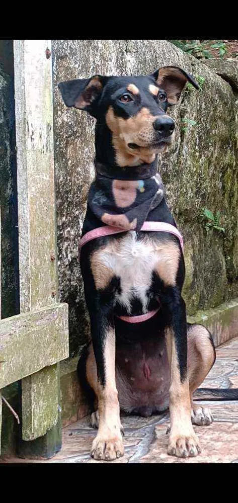 Cachorro raça  idade 1 ano nome Pitti 