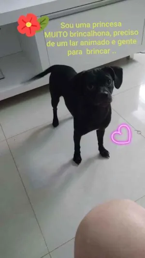 Cachorro raça Vira lata com pinscher  idade 2 a 6 meses nome Felicity