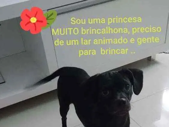 Cachorro ra a Vira lata com pinscher  idade 2 a 6 meses nome Felicity