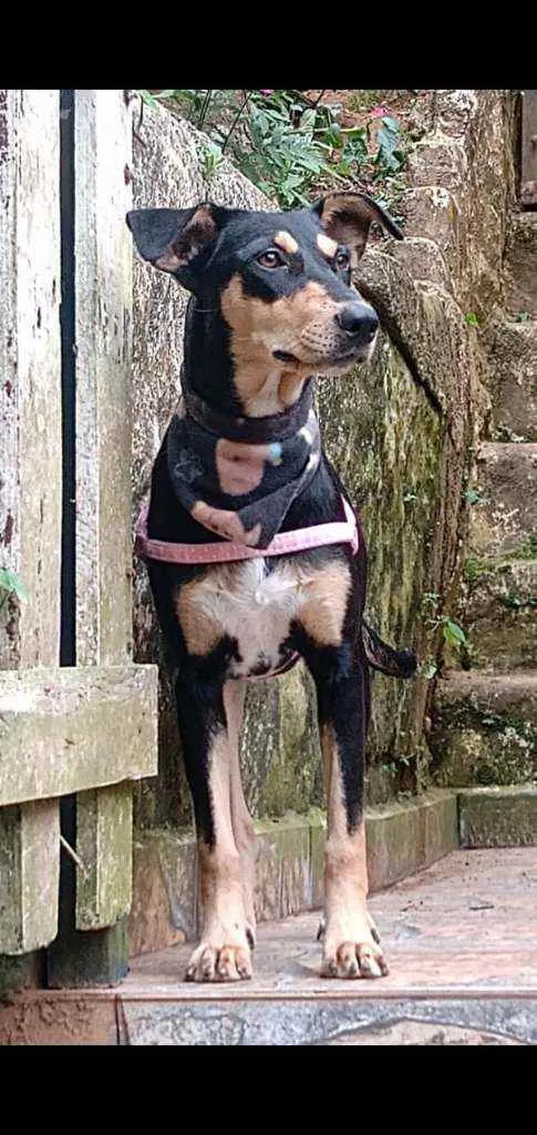 Cachorro raça  idade 1 ano nome Pitti 