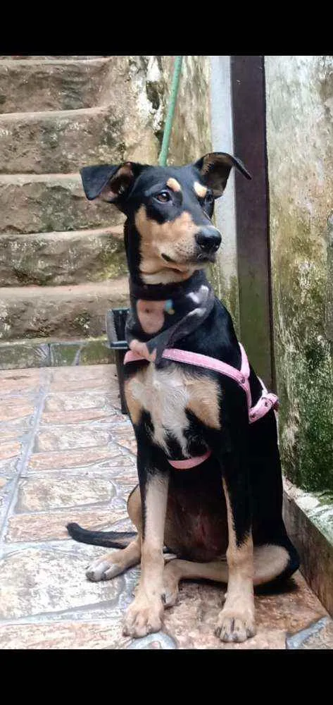 Cachorro raça  idade 1 ano nome Pitti 