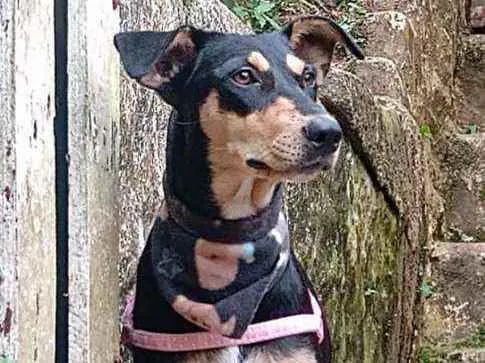 Cachorro raça  idade 1 ano nome Pitti 