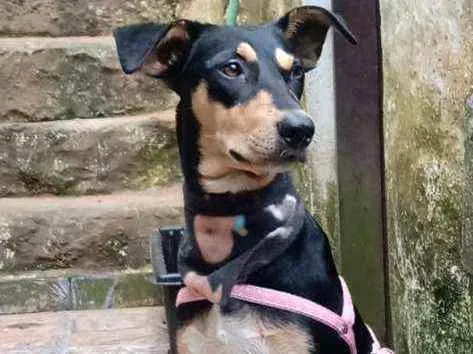 Cachorro raça  idade 1 ano nome Pitti 