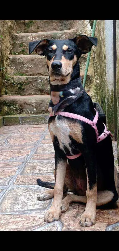 Cachorro raça  idade 1 ano nome Pitti 