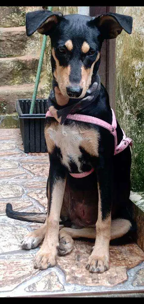 Cachorro raça  idade 1 ano nome Pitti 