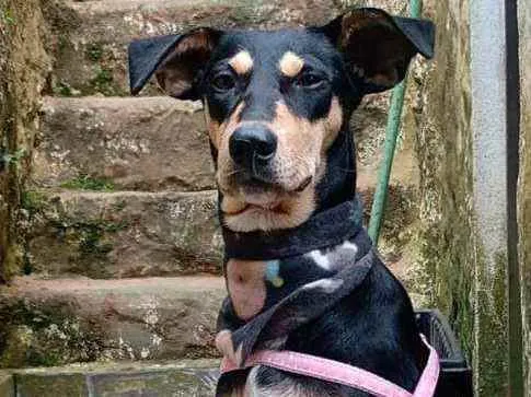 Cachorro raça  idade 1 ano nome Pitti 
