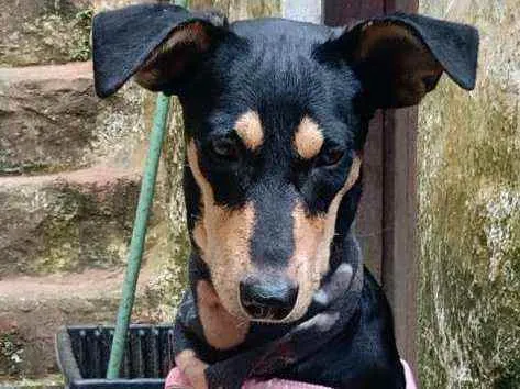 Cachorro raça  idade 1 ano nome Pitti 