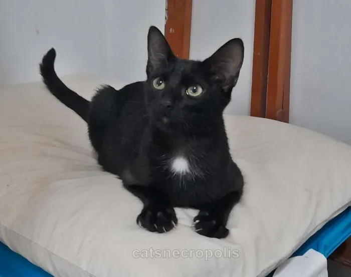 Gato raça srd idade 2 a 6 meses nome Maria