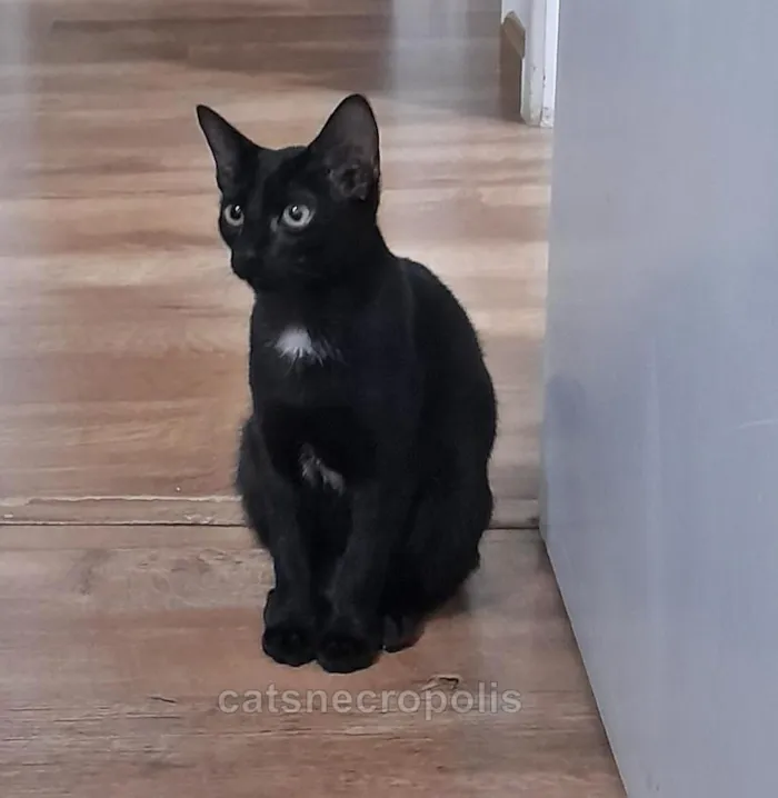 Gato raça srd idade 2 a 6 meses nome Maria