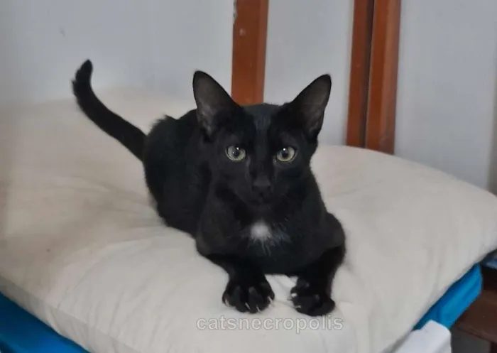 Gato raça srd idade 2 a 6 meses nome Maria