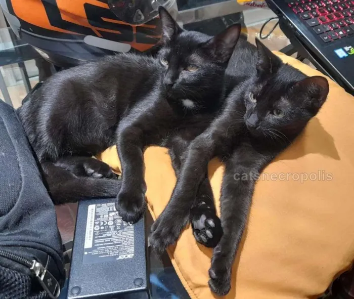 Gato raça srd idade 2 a 6 meses nome Maria