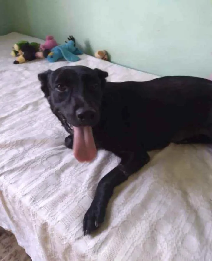 Cachorro ra a SRD idade 1 ano nome Lady 