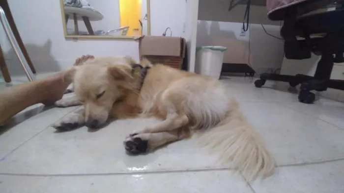 Cachorro ra a SRD-ViraLata idade 1 ano nome Bolinha