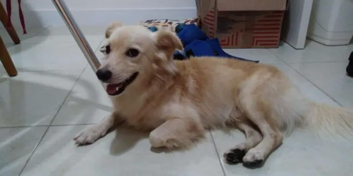 Cachorro ra a SRD-ViraLata idade 1 ano nome Bolinha