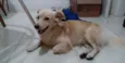 Bolinha