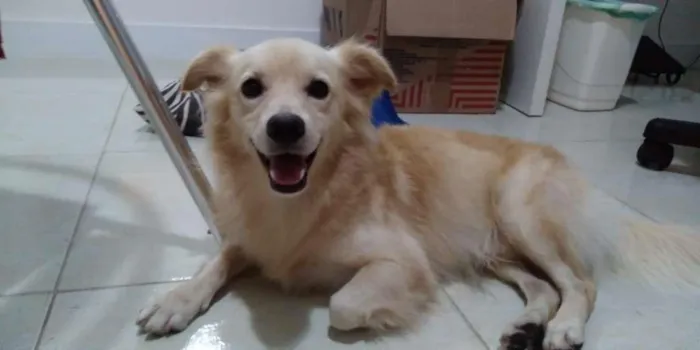 Cachorro ra a SRD-ViraLata idade 1 ano nome Bolinha