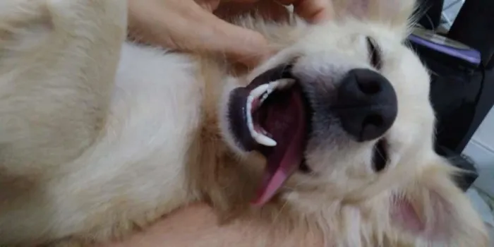 Cachorro ra a SRD-ViraLata idade 1 ano nome Bolinha