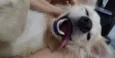 Bolinha