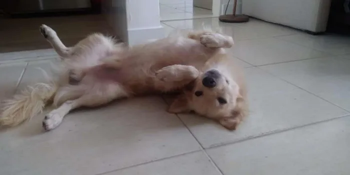 Cachorro ra a SRD-ViraLata idade 1 ano nome Bolinha