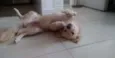 Bolinha