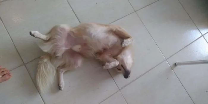 Cachorro ra a SRD-ViraLata idade 1 ano nome Bolinha