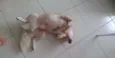 Bolinha