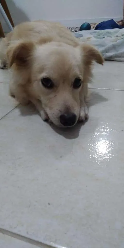 Cachorro ra a SRD-ViraLata idade 1 ano nome Bolinha