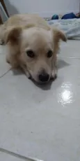Bolinha