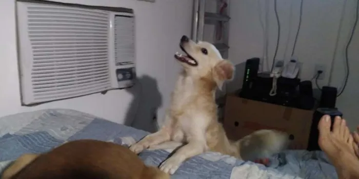 Cachorro ra a SRD-ViraLata idade 1 ano nome Bolinha